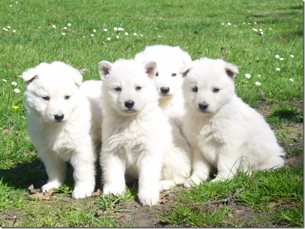 fotos de perritos imagenesifotos.blogspot (14)