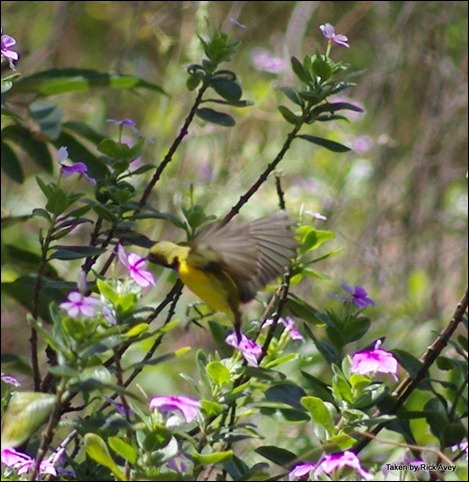 Sunbird at Carmila Beach, QLD