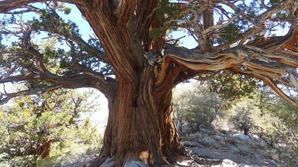 Walker Lake Trail