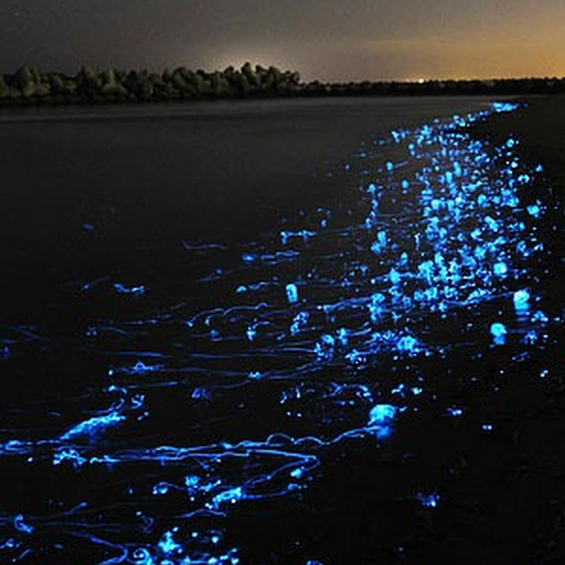 Firefly Squids in Toyama Bay, Japan | Amusing Planet