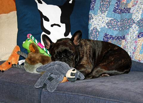 And here I am enjoying a restful nap with some great new toys. I particularly love this stuffed raccoon and hope that I'm able to bring it back to Bedford. And here I am enjoying a restful nap with some great new toys. I particularly love this stuffed raccoon and hope that I'm able to bring it back to Bedford.