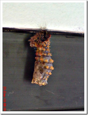 caterpillar turn into chrysalis 08