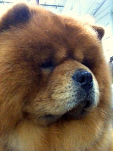Dear Francesca and Sharkey, let me tell you of my recent dog show travels! Dear Francesca and Sharkey, let me tell you of my recent dog show travels!