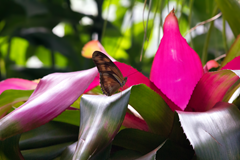 Cockrell Butterfly Center 17