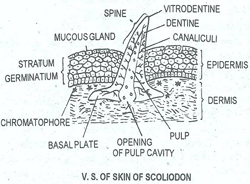 shark-skin-scoliodon shark-skin-scoliodon