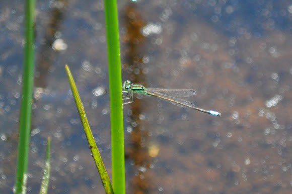 Spotting Image 1