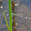 Bluet