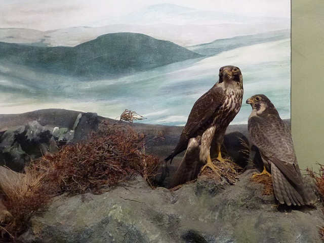 [peregrinefalcons3.jpg]