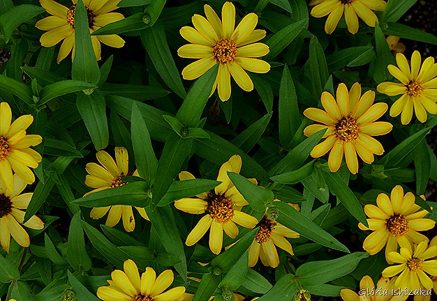 Glória Ishizaka - Flor amarela 21