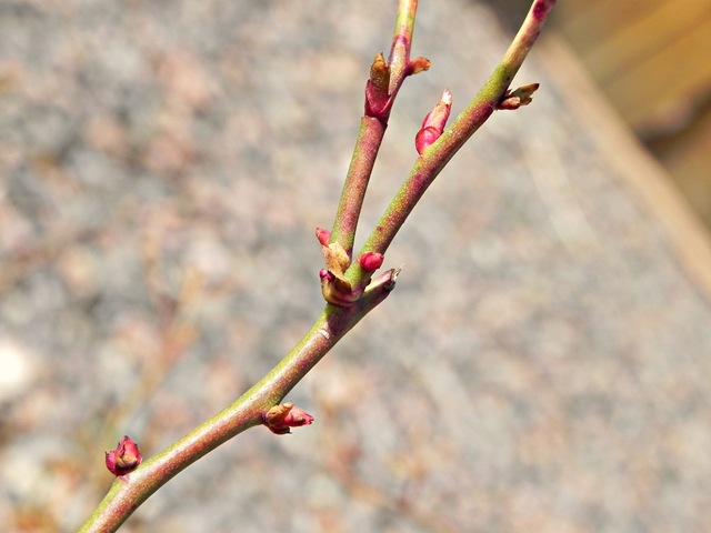 [rose%2520leaf%2520buds%255B4%255D.jpg]