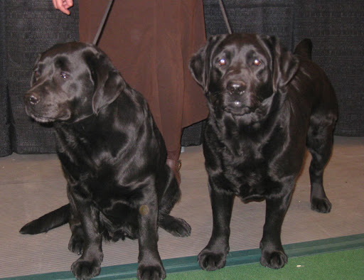 Labrador Retrievers