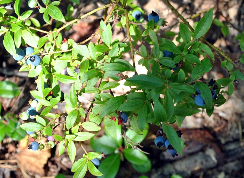 [02f---Emory-Path----blueberries-alon%255B3%255D.jpg]