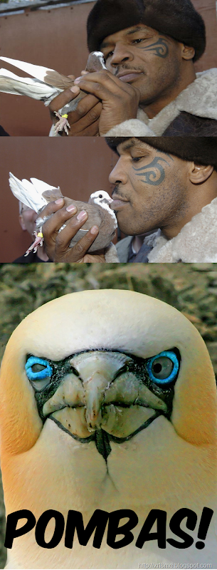 POMBAS