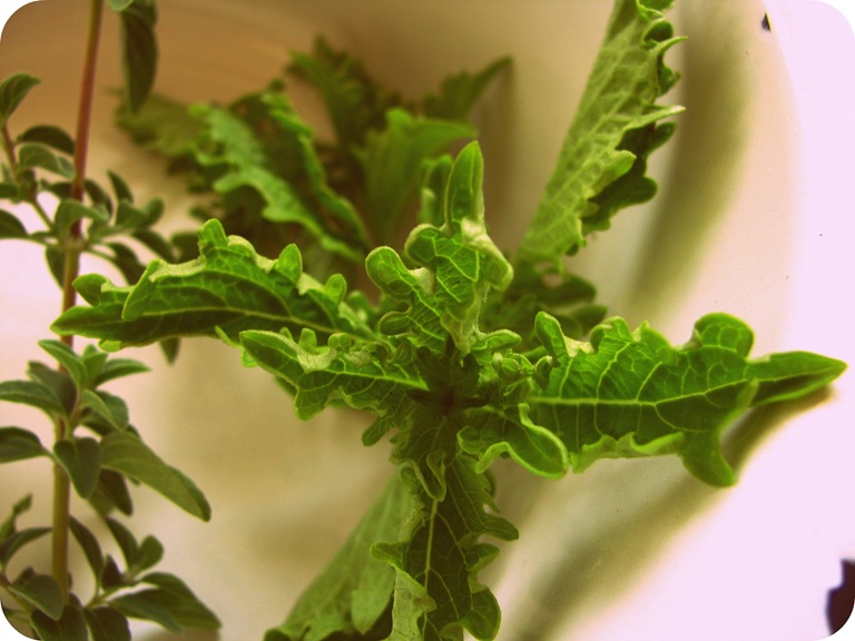 [Curly%2520basil%255B8%255D.jpg]