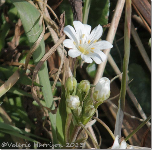 29stitchwort