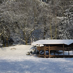 Bevers_in_de_sneeuw_2012_010.jpg