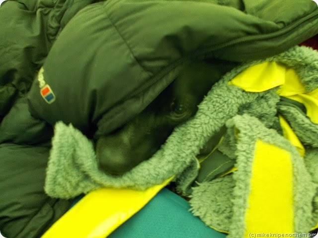 cosy dog cosy dog
