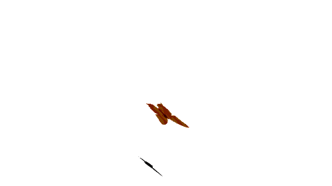 mariposa