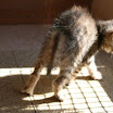 I cuccioli dell\'Aquila.JPG