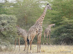 Manyara Nationalpark