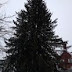 Norwayspruce