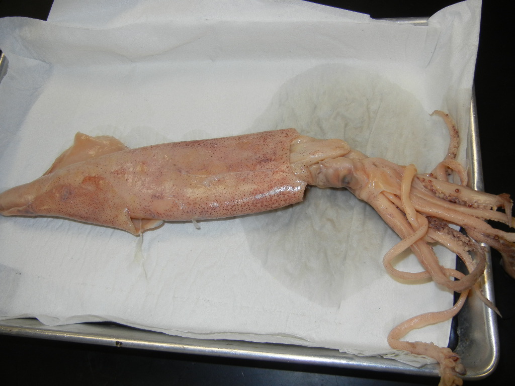 squid_external (2).JPG