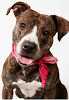 Gorgeous and Goofy Gigi
(See link in post for details on Gigi who is at The Humane Society of New York)
Photo by Richard Phibbs