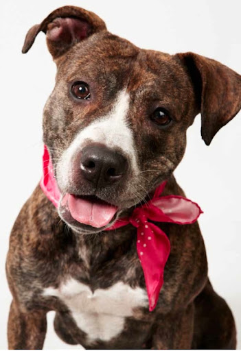 Gorgeous and Goofy Gigi
(See link in post for details on Gigi who is at The Humane Society of New York)
Photo by Richard Phibbs