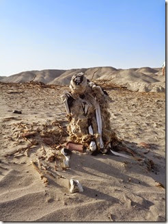 momie à l'air libre en plein désert (sans tête), dans un cimetière à ciel ouvert