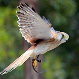 A Kestrel In Mid-Flight - Adelaide, Australia