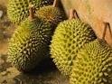 [durian1.jpg]