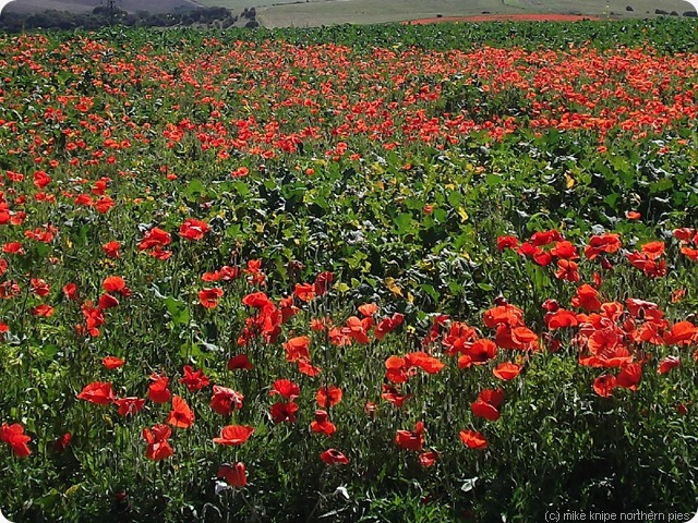 poppies!