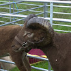GLAShow 2012 025.jpg