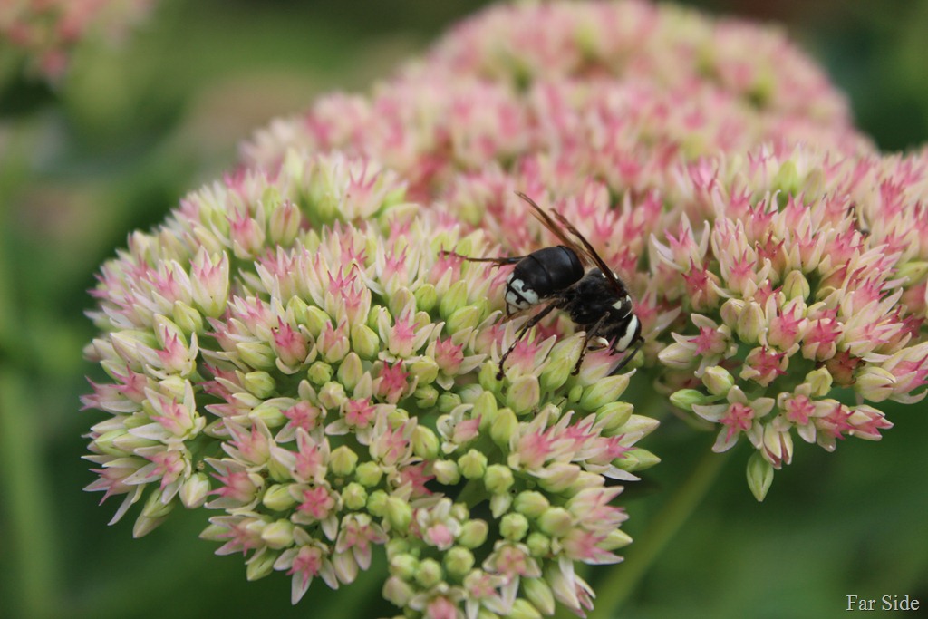 [Sedum%2520and%2520a%2520Hornet%255B9%255D.jpg]