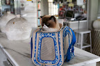 We thought we'd take Vivaldi with us.  He really liked the Folding Pet Carrier.