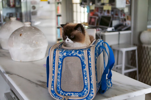 We thought we'd take Vivaldi with us.  He really liked the Folding Pet Carrier.