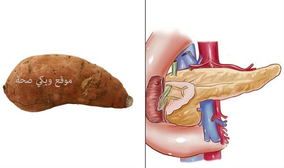 10-Sweet-Potatoes-PancreasFoods-That-Look-Like-Body-Parts-1 10-Sweet-Potatoes-PancreasFoods-That-Look-Like-Body-Parts-1