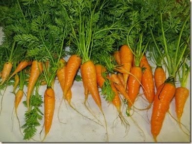 20140214_Carrots