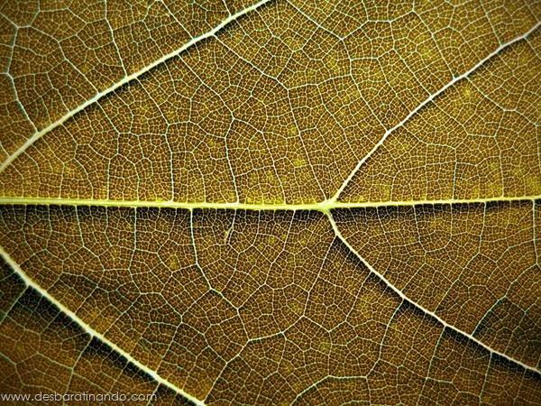 natureze-nature-padrao-pattern-desbaratinando (3) natureze-nature-padrao-pattern-desbaratinando (3)