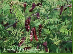 Acacia_catechu fruits