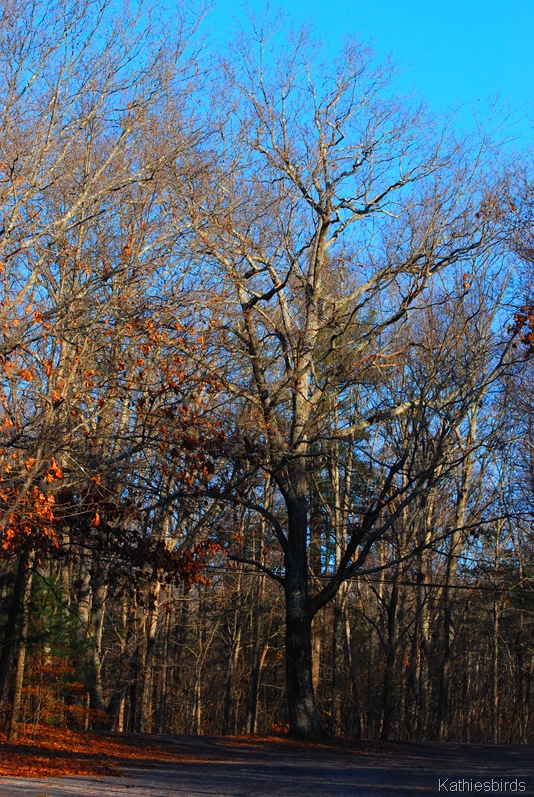 [5.%2520Tree-kab%255B5%255D.jpg]