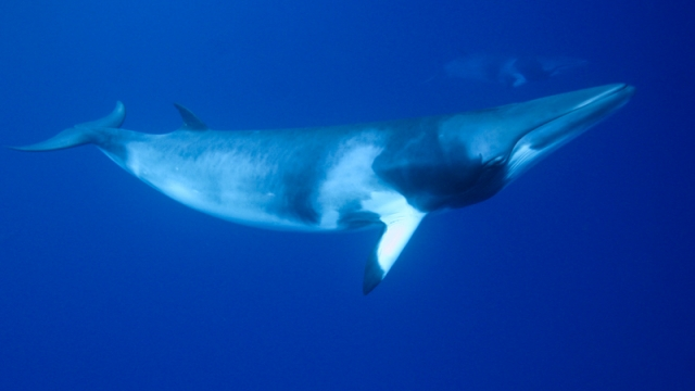 Underwater view of two minke whales swimming. Photo: Mike Ball / Minke Whale Expeditions