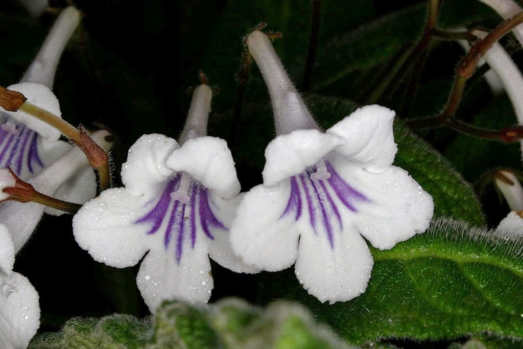 [Streptocarpus-rexii3.jpg]