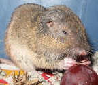 A Gopher Named Charlie