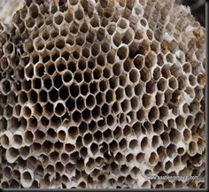 AAABeeRemoval_AggressiveWasps1[1]
