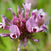 Clover_Tomcat_4.jpg