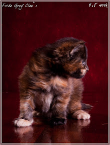 Фото котенка мейн-кун Frida возраст 3,5 недели | Питомник Grey Claw`s