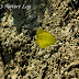 Pieridae%25252c%252520eurema%252520hecabe%25252c%252520common%252520grass%252520yellow