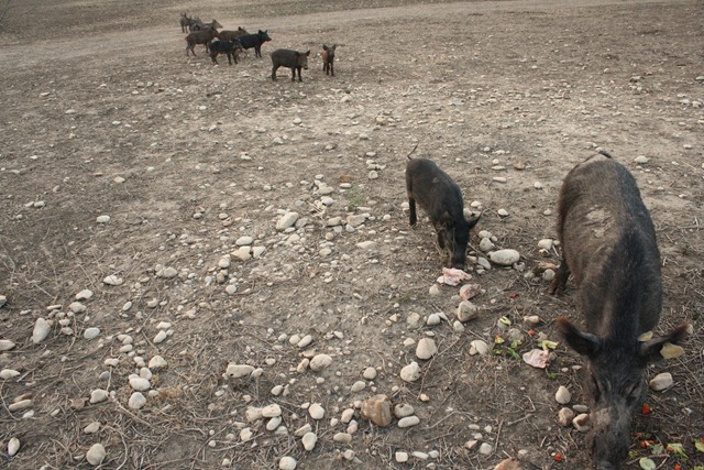 Ranch June 18 030