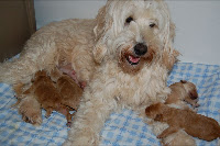 Gorgeous Labradoodles puppies